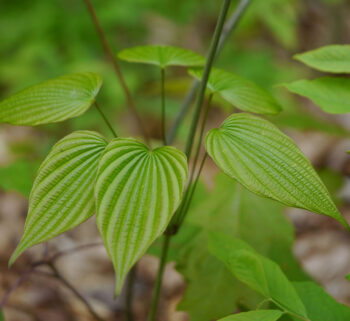 Wild Yam Yoni Salve - Image 2