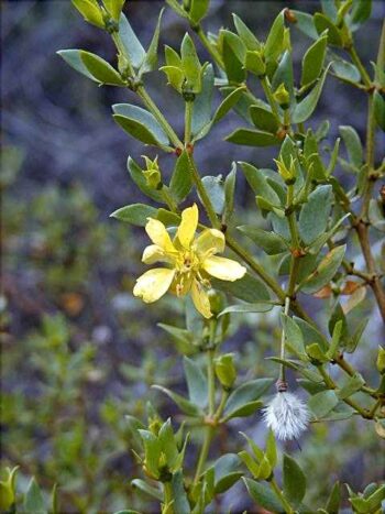 creosote