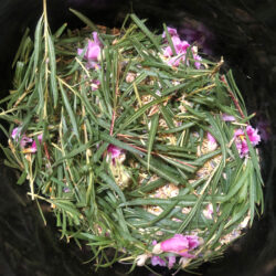 desert willow