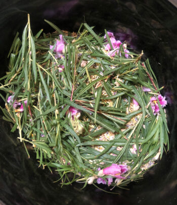 desert willow