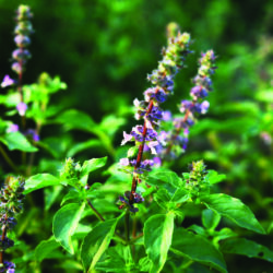 Holy Basil (Tulsi)