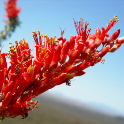 Ocotillo