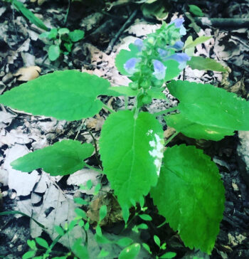 skullcap