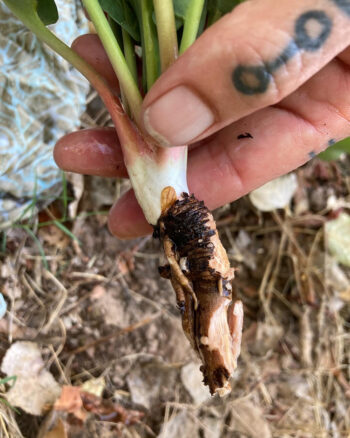 yerba mansa